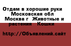 Отдам в хорошие руки - Московская обл., Москва г. Животные и растения » Кошки   